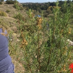 Cassinia quinquefaria at Yass, NSW - 23 Apr 2017