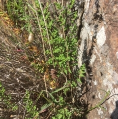 Cheilanthes sieberi (Rock Fern) at Yass, NSW - 23 Apr 2017 by Floramaya