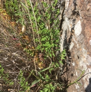 Cheilanthes sieberi at Yass, NSW - 23 Apr 2017 11:47 AM