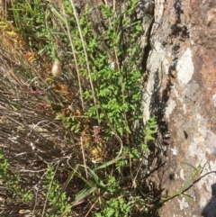 Cheilanthes sieberi (Rock fern) at Yass, NSW - 23 Apr 2017 by Floramaya