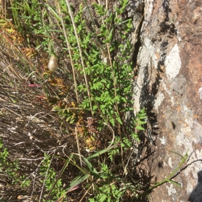 Cheilanthes sieberi (Rock Fern) at Yass, NSW - 23 Apr 2017 by Floramaya
