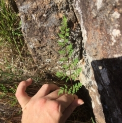 Cheilanthes sieberi at Yass, NSW - 23 Apr 2017