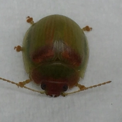 Paropsisterna sp. (genus) (A leaf beetle) at University of Canberra - 23 Apr 2017 by Mirri59