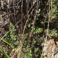 Cheilanthes distans (Bristly Cloak Fern) at Yass, NSW - 23 Apr 2017 by Floramaya