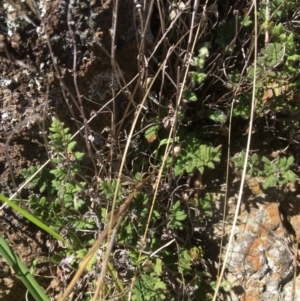 Cheilanthes distans at Yass, NSW - 23 Apr 2017