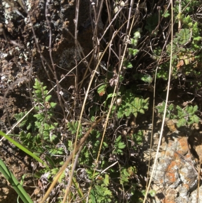 Cheilanthes distans (Bristly Cloak Fern) at Yass, NSW - 23 Apr 2017 by Floramaya