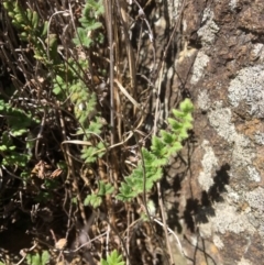 Cheilanthes distans at Yass, NSW - 23 Apr 2017 11:48 AM