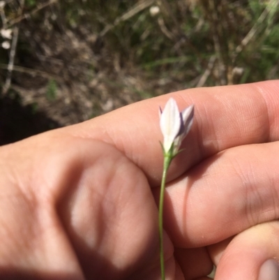 Wahlenbergia sp. (Bluebell) at Yass, NSW - 23 Apr 2017 by Floramaya