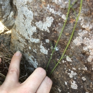 Wahlenbergia sp. at Yass, NSW - 23 Apr 2017 11:50 AM