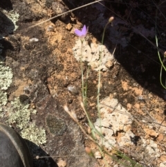 Wahlenbergia sp. at Yass, NSW - 23 Apr 2017 11:50 AM