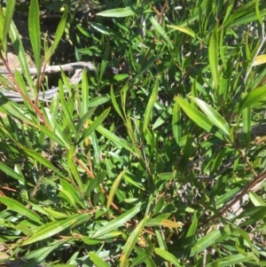 Dodonaea viscosa at Yass, NSW - 23 Apr 2017