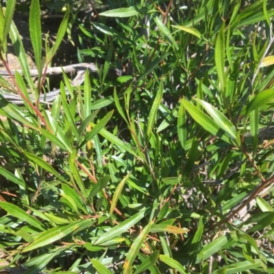 Dodonaea viscosa (Hop Bush) at Yass, NSW - 23 Apr 2017 by Floramaya