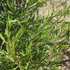 Dodonaea viscosa at Yass, NSW - 23 Apr 2017