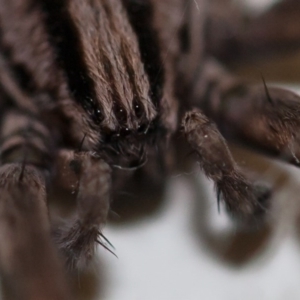 Miturga sp. (genus) at Murrumbateman, NSW - 23 Apr 2017