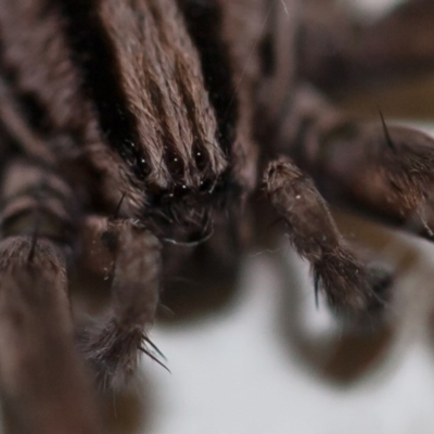 Miturga sp. (genus) (Unidentified False wolf spider) at Murrumbateman, NSW - 23 Apr 2017 by SallyandPeter