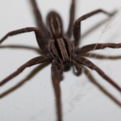 Miturga sp. (genus) at Murrumbateman, NSW - 23 Apr 2017