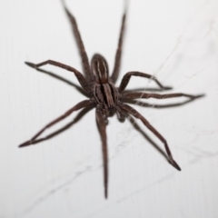 Miturga sp. (genus) at Murrumbateman, NSW - 23 Apr 2017 10:05 PM