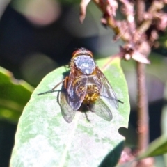 Calliphora stygia (Brown blowfly or Brown bomber) at South Wolumla, NSW - 13 Apr 2017 by RossMannell