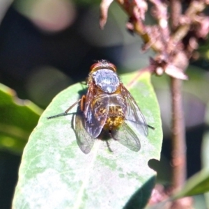 Calliphora stygia at South Wolumla, NSW - 14 Apr 2017