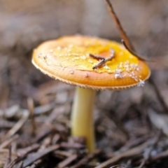 Unidentified at Bournda Environment Education Centre - 16 Apr 2017 by RossMannell