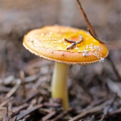 Unidentified at Bournda Environment Education Centre - 16 Apr 2017 by RossMannell