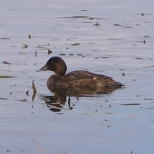 Aythya australis at Ngunnawal, ACT - 22 Apr 2017