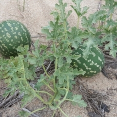 Citrullus amarus (Wild Melon, Camel Melon, Bitter Melon) at Cotter Reserve - 24 Apr 2017 by Mike