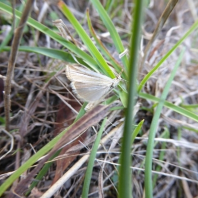 Hednota species near grammellus (Pyralid or snout moth) at Theodore, ACT - 22 Apr 2017 by AndyRussell