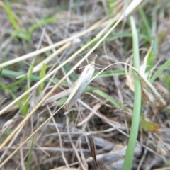 Hednota species near grammellus at Theodore, ACT - 22 Apr 2017