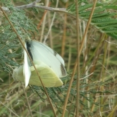 Pieris rapae (Cabbage White) at Stromlo, ACT - 24 Apr 2017 by Mike