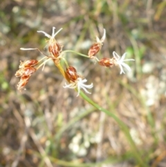 Fimbristylis dichotoma (A Sedge) at Tuggeranong Hill - 22 Apr 2017 by JanetRussell