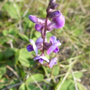 Glycine tabacina at Theodore, ACT - 22 Apr 2017