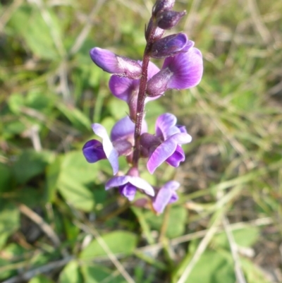 Glycine tabacina (Variable Glycine) at Theodore, ACT - 22 Apr 2017 by JanetRussell