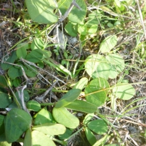 Glycine tabacina at Theodore, ACT - 22 Apr 2017