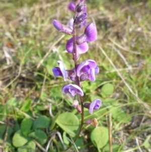 Glycine tabacina at Theodore, ACT - 22 Apr 2017 02:39 PM