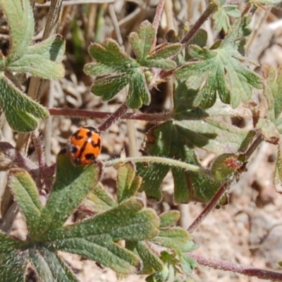 Coccinella transversalis (Transverse Ladybird) at Molonglo Valley, ACT - 11 Feb 2010 by AndyRussell