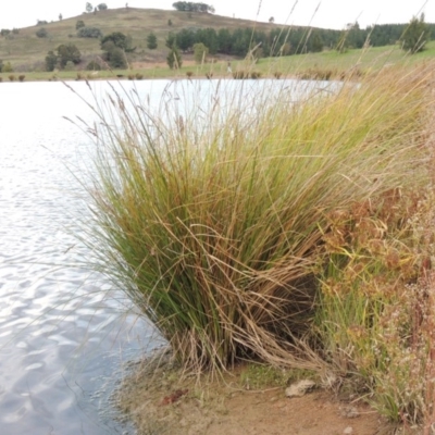Carex appressa (Tall Sedge) at Weston Creek, ACT - 18 Apr 2017 by MichaelBedingfield
