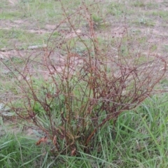 Rumex brownii (Slender Dock) at Weston Creek, ACT - 18 Apr 2017 by michaelb