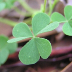 Oxalis sp. (Wood Sorrel) at Kambah, ACT - 24 Apr 2017 by MatthewFrawley