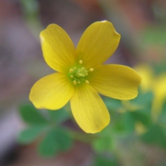 Oxalis sp. at Kambah, ACT - 24 Apr 2017 03:33 PM