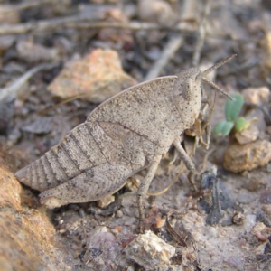 Goniaea australasiae at Kambah, ACT - 24 Apr 2017