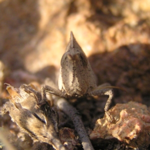 Goniaea australasiae at Kambah, ACT - 24 Apr 2017 04:08 PM