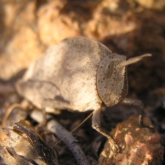 Goniaea australasiae at Kambah, ACT - 24 Apr 2017