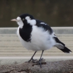 Grallina cyanoleuca (Magpie-lark) at Coombs, ACT - 18 Apr 2017 by MichaelBedingfield