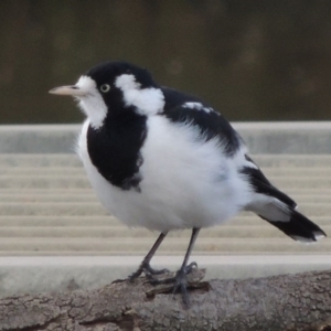 Grallina cyanoleuca at Coombs, ACT - 18 Apr 2017