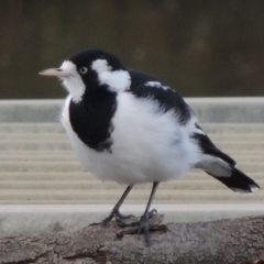 Grallina cyanoleuca (Magpie-lark) at Coombs Ponds - 18 Apr 2017 by michaelb