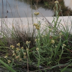 Pseudognaphalium luteoalbum (Jersey Cudweed) at Coombs Ponds - 18 Apr 2017 by michaelb