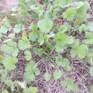 Erodium crinitum at Coombs, ACT - 18 Apr 2017