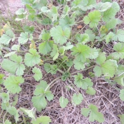 Erodium crinitum (Native Crowfoot) at Coombs Ponds - 18 Apr 2017 by michaelb