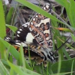 Apina callisto (Pasture Day Moth) at Coombs Ponds - 18 Apr 2017 by michaelb